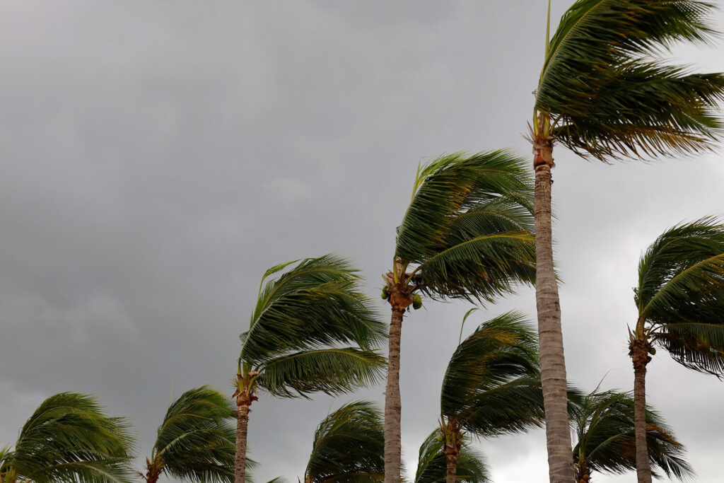 Palm trees blowing in a hurricane